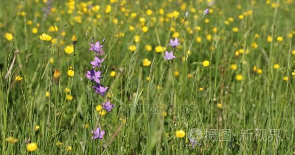 野生风铃紫铃花在春风中的草地上