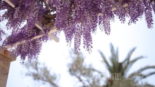 在黑山 亚得里亚海和田埂开花树紫藤
