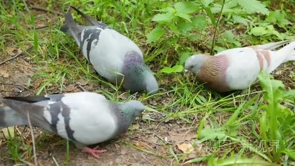 鸽子啄食谷粒从地面中夏公园视频