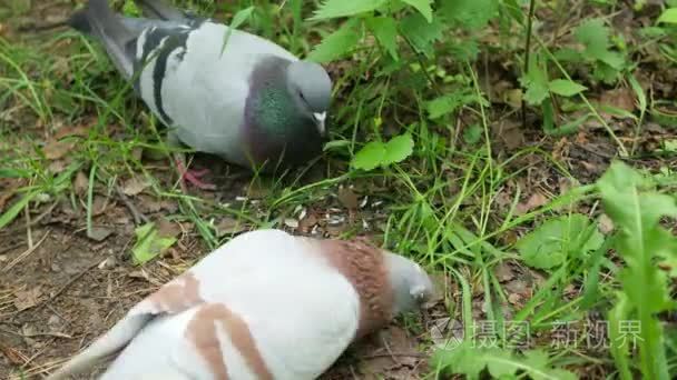 鸽子啄食谷粒从地面中夏公园视频