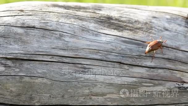一只大五月甲虫爬一棵老树树干视频