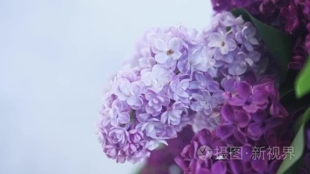 丁香花关门