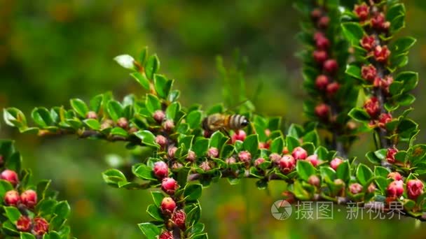 蜜蜂采集花粉在小小的红色花朵视频