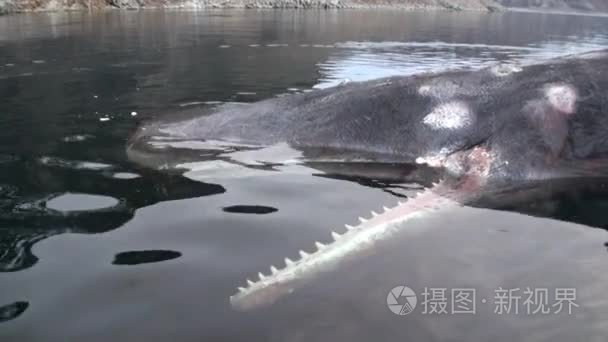 在斯瓦尔巴群岛水死鲸鱼视频