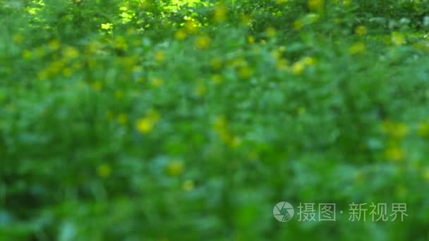 夏天的背景。鲜花。春天背景。自然背景。黄色的花。选择性的焦点