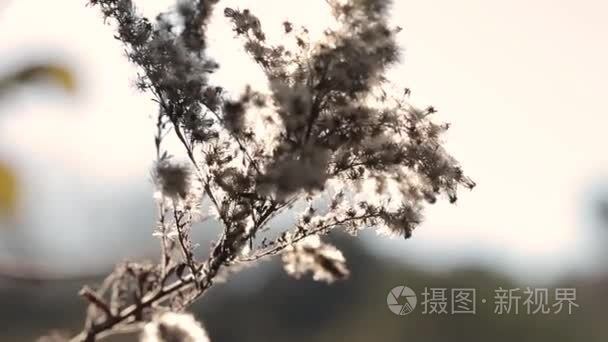 秋天的性质。在风中的干燥植物。特写镜头。秋草背景。自然背景视频