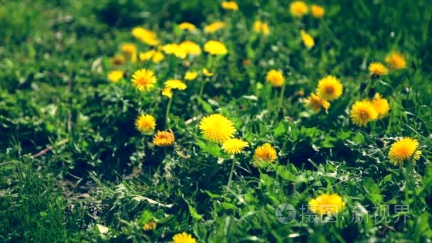 草坪割草机割的蒲公英黄色花朵视频