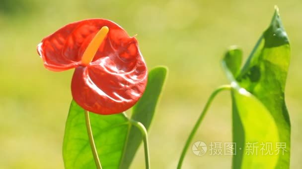 红掌花卉植物园视频