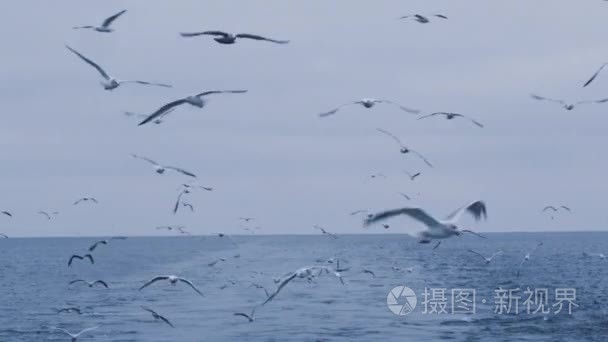 群海鸥飞过大海寻找食物视频