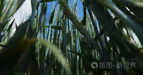 小麦与蓝蓝的天空的特写镜头视频