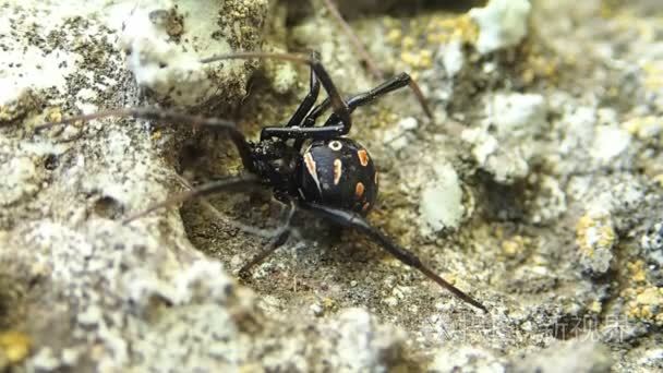 年轻黑寡妇蜘蛛改变它的地方视频