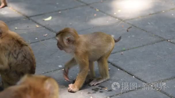 猴子在公园里吃东西视频