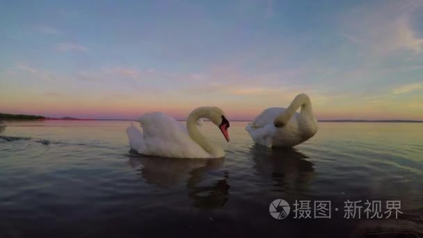 两只天鹅在匈牙利的巴拉顿湖视频