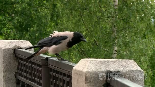乌鸦从公园围墙栏杆起飞视频
