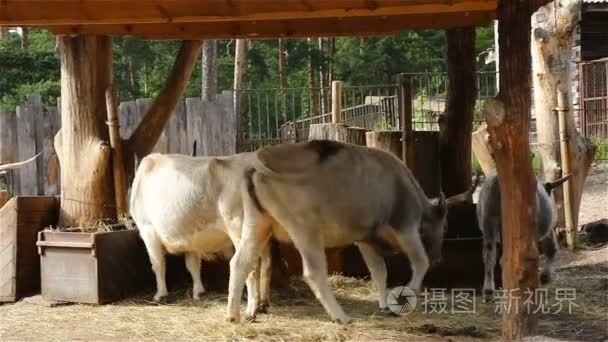 年轻的奶牛和公牛饲料在农家院视频