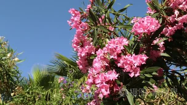 灌木，有粉色的花。蓝蓝的天空背景上的粉红色花朵。夏天的香气