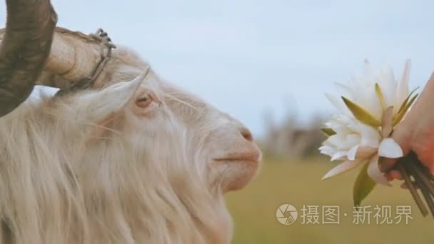 山羊吃花从妇女的手视频