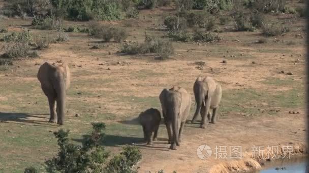 南非洲大象视频