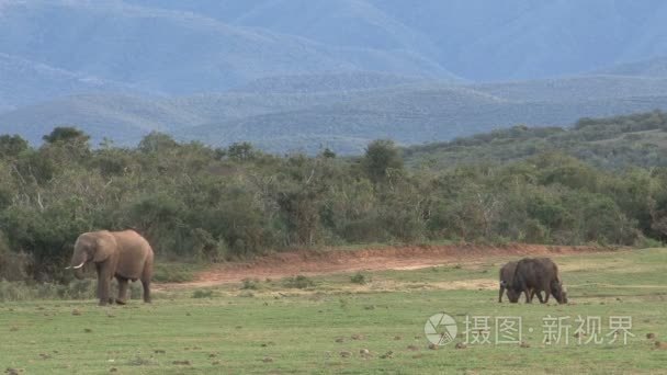 南非洲大象视频