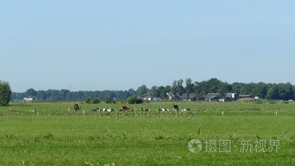 荷兰风景与奶牛视频