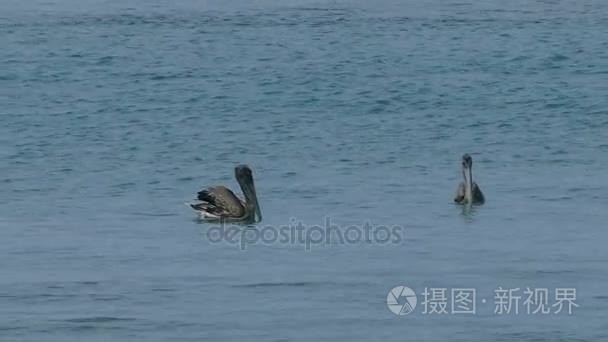 鹈鹕在太平洋中休息视频