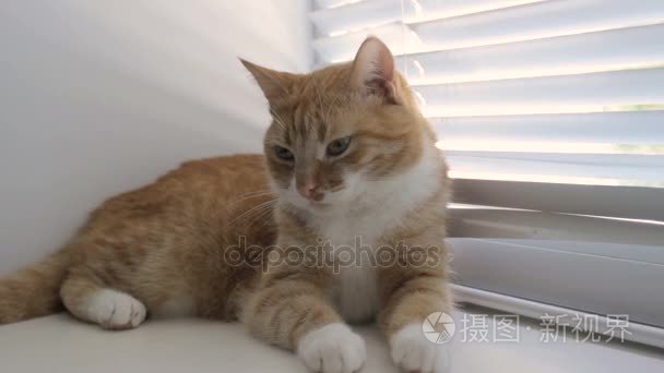 搞笑可爱猫咪在家里宠物室内视频