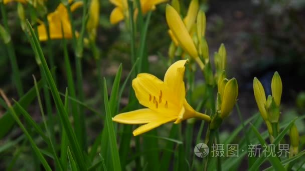 在花园里开花黄色黄花菜视频