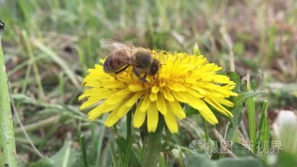 美丽的蜜蜂蜜蜂在蒲公英、天然黄色蒲公英、花、绿草、黄花上采集花蜜