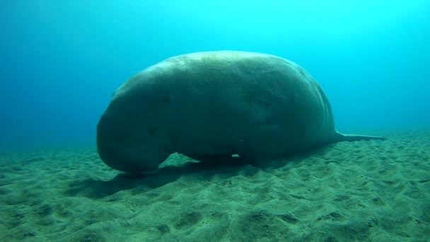 大海牛睡上一个沙地底部的在水中摇曳