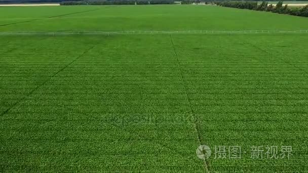 绿色玉米田灌溉系统，顶视图，与空中的视频录制。在干旱和半干旱地区，产量显著增加给浇水
