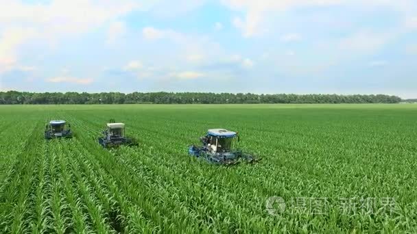 Young shoots of corn on the field in rows  a farm for growing co