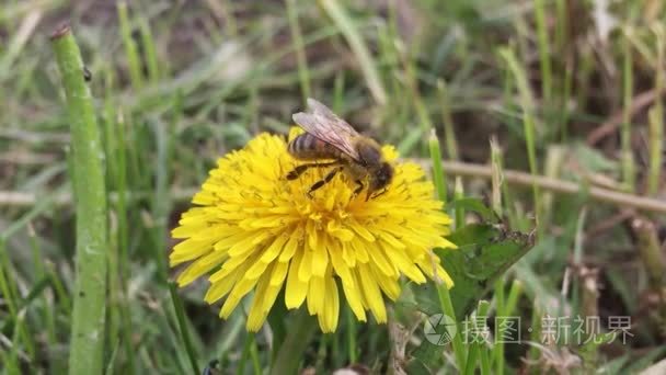 美丽的蜜蜂。蜜蜂在蒲公英，蒲公英黄色、 花、 自然绿色草，黄色花粉收集花蜜
