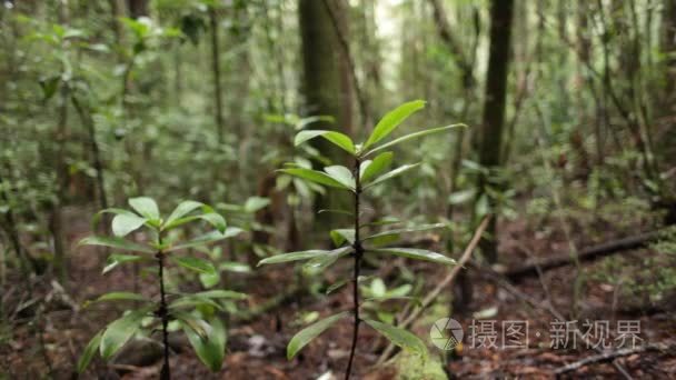 森林植被的特写视频