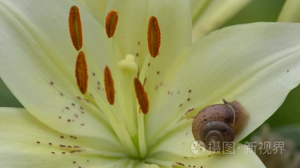 蜗牛在花朵上爬行视频