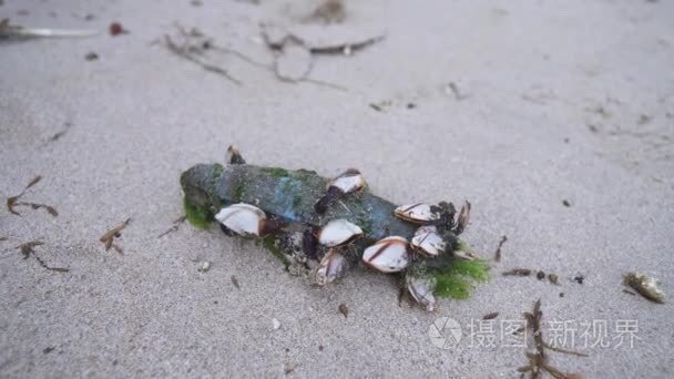 贝类困抛出波浪在海岸的南中国海的海洋碎片视频