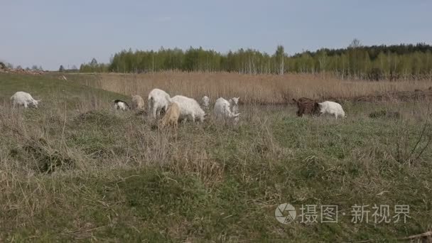 国内山羊放牧在字段中视频