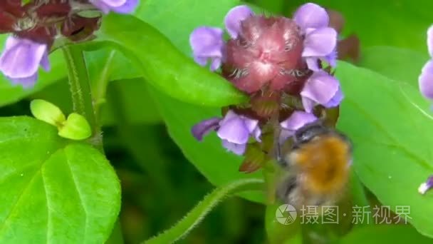 宏昆虫在它们的自然栖息地视频