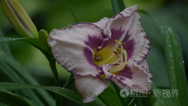 蜗牛躲在雨中黄花菜视频