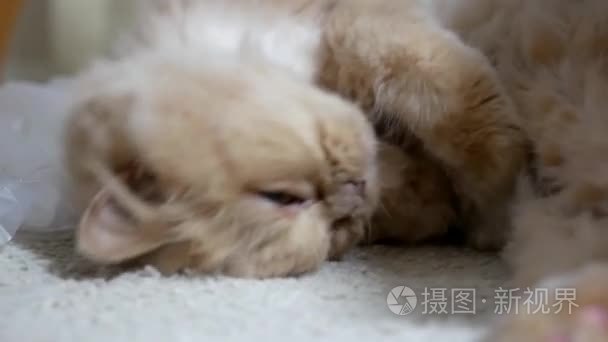 运动的波斯猫滑稽面孔在地板上视频