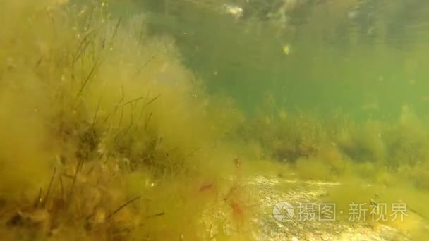 在李曼深度较浅的绿色藻类视频