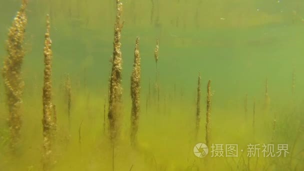 在李曼深度较浅的绿色藻类视频
