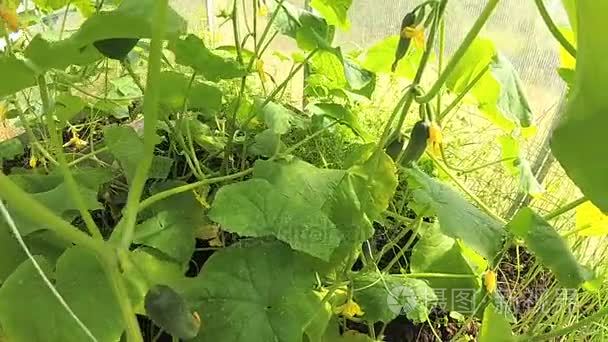 黄瓜植株在温室作物和鲜花视频