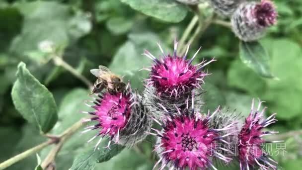 从蓟花收集花蜜的蜜蜂视频