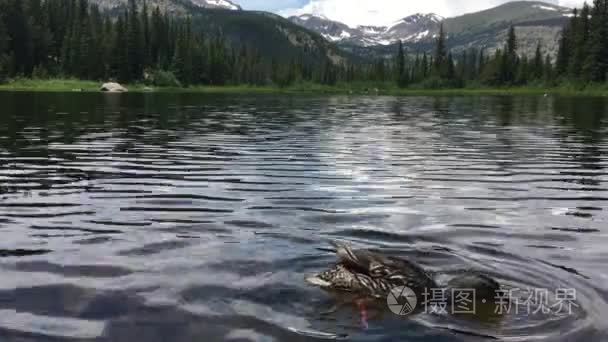 野鸭在科罗拉多州湖丢失视频