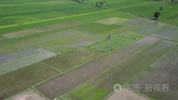 稻田的空中风景画面视频