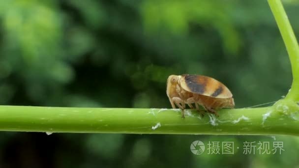 大黄蜂吃昆虫的分支视频