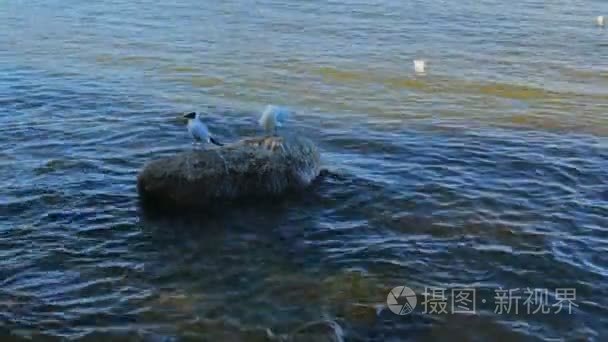湖岸夏天石头水鸟类视频