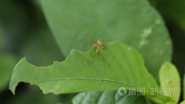 在花园的绿草地上的昆虫