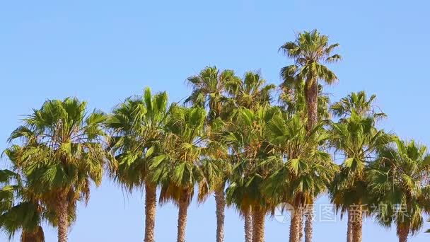 在圣塔莫尼卡海滩的棕榈树视频
