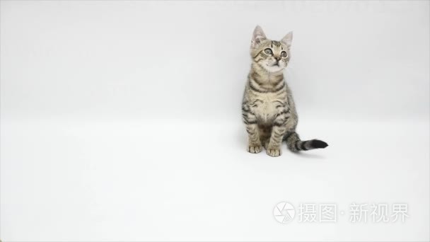 猫在白色背景上查找视频